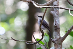 Eopsaltria pulverulenta