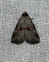 Hyperstrotia flaviguttata