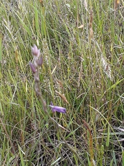 Arthropodium strictum