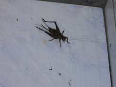 Cardiodactylus guttulus