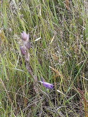 Arthropodium strictum