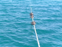 Ichthyaetus leucophthalmus