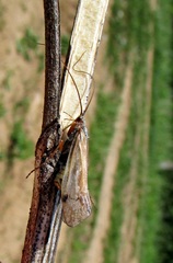 Limnephilus binotatus