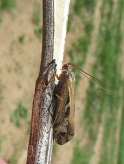 Limnephilus binotatus