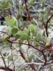 Arctostaphylos pringlei drupacea