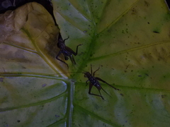 Cardiodactylus guttulus