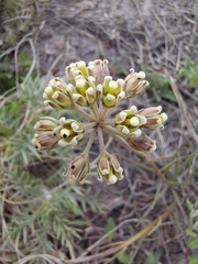 Cordylogyne globosa