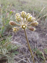 Cordylogyne globosa