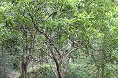 Daphniphyllum oldhami