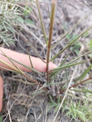 Cordylogyne globosa