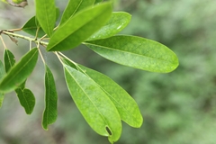 Daphniphyllum oldhami