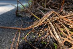 Takydromus viridipunctatus