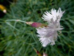 Dianthus caryophyllus