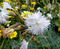Dianthus caryophyllus