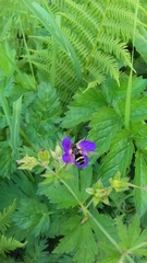 Dasysyrphus tricinctus