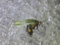 Tettigonioidea