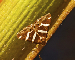 Grammodes pulcherrima