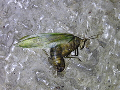 Tettigonioidea
