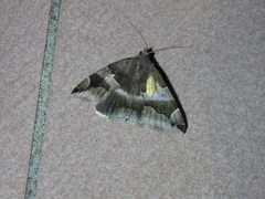Bastilla arcuata