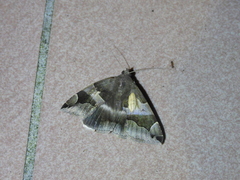 Bastilla arcuata