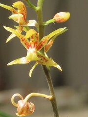Plocoglottis plicata