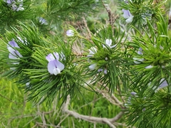 Psoralea pinnata