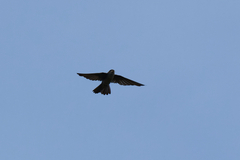 Ptyonoprogne concolor