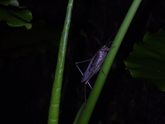 Mecopoda
