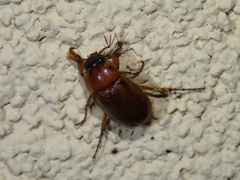 Cyclocephala borealis