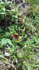 Erebia montanus