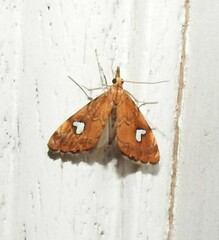 Glaucocharis leucoxantha