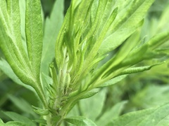 Oecanthus longicauda