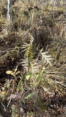 Tanacetum vulgare boreale