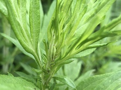 Oecanthus longicauda