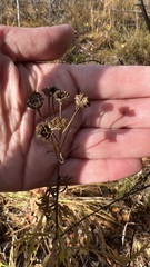 Tanacetum vulgare boreale