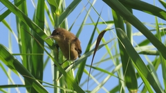 Acrocephalus stentoreus