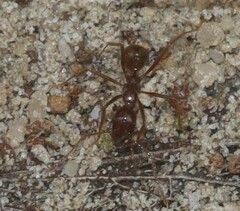Aphaenogaster longiceps