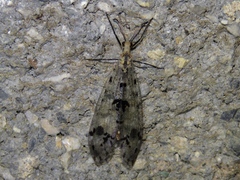 Dendroleon obsoletus