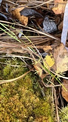 Ostericum tenuifolium