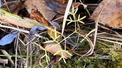 Ostericum tenuifolium