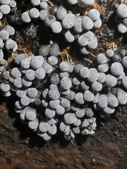 Badhamia utricularis