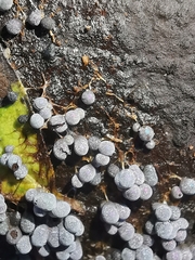 Badhamia utricularis