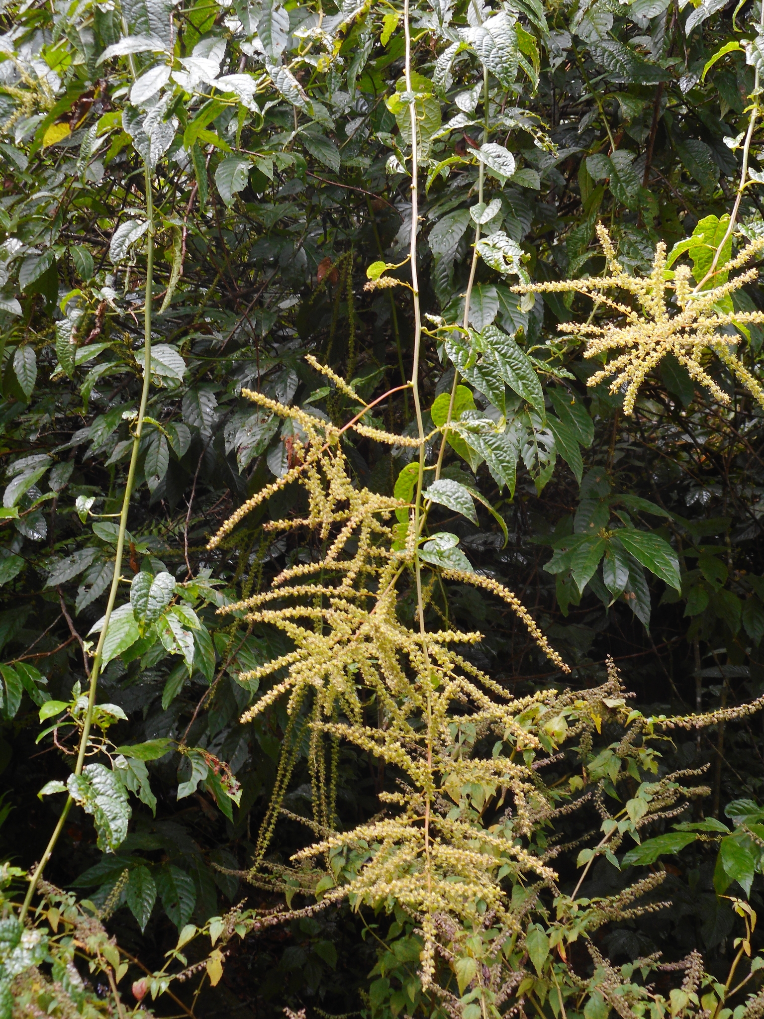 Deeringia amaranthoides — ảnh 2