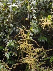 Deeringia amaranthoides