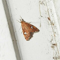 Glaucocharis leucoxantha