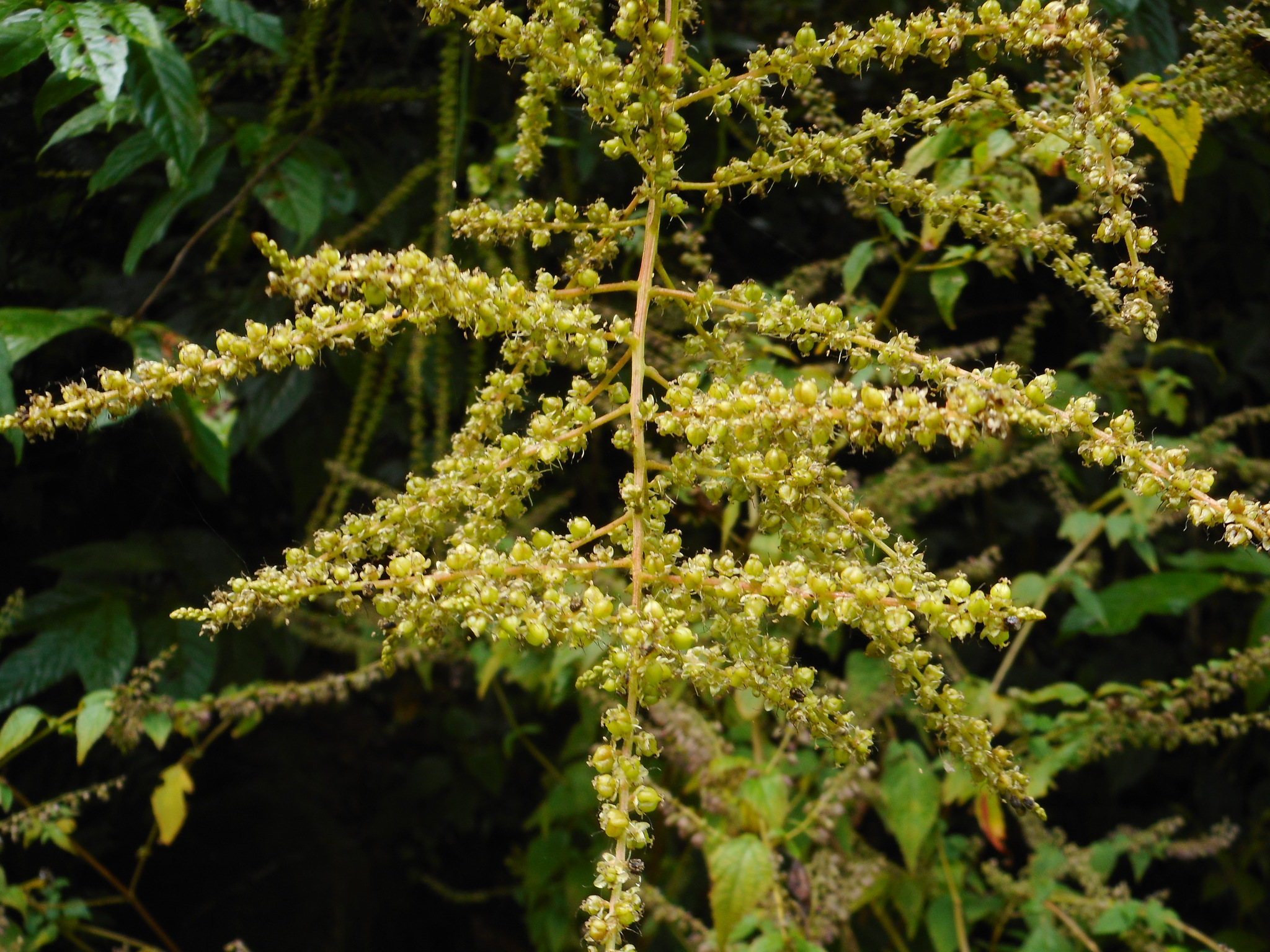 Deeringia amaranthoides — ảnh 3