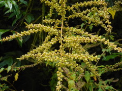 Deeringia amaranthoides