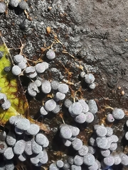 Badhamia utricularis