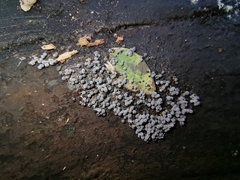 Badhamia utricularis