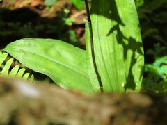 Plocoglottis plicata